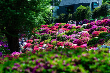 japanese garden