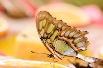 An orange butterfly eating a juicy orange.