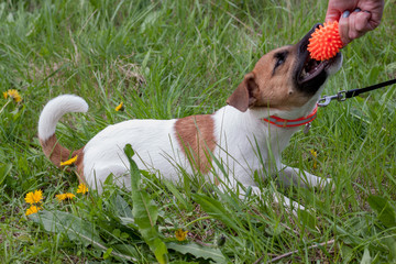 Cute jack russell terrier puppy is playing with his owner. Dog toy.