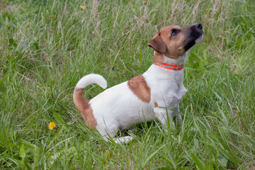Cute jack russell terrier puppy is sitting on a green meadow.