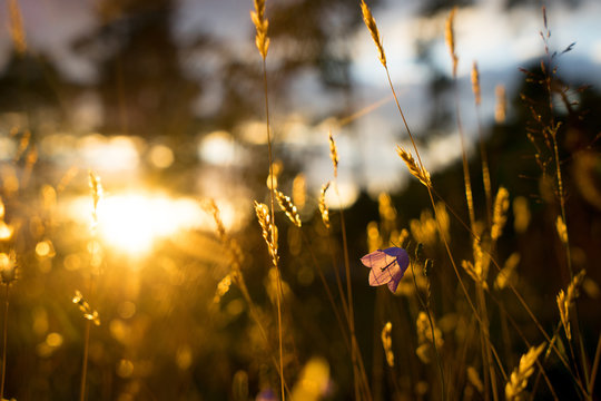 Blue Bell Flowers in the sun. Beautiful meadow field with wildflowers close up