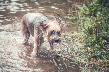 Happy dog playing in muddy water
