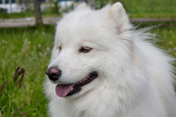 Samoyed dog close up. Samoiedskaya sobaka or nenetskaya laika.