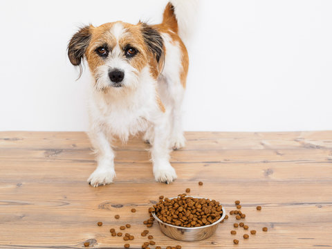 Hund steht vor einem Futternapf mit Trockenfutter, wei&szlig;er Hintergrund, Holzboden