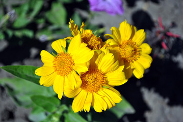 Helenium autumna (common sneezeweed and large-flowered sneezeweed) flowering plant top view, soft blurry ground bokeh background