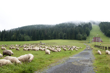 Wypas owiec © Elżbieta