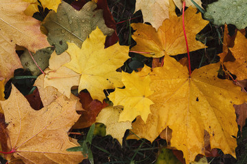 Fall autumn season background, fallen leaves under rain