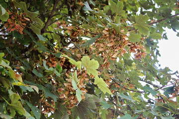 Maple Tree Samara