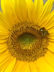 Sonnenblume mit Biene