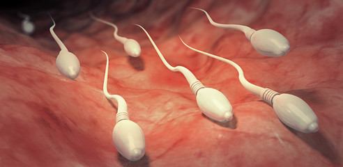 3d illustration of sperm cells moving towards egg cell into the womb