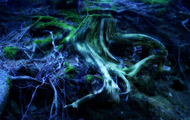 Deep in the earth, the magical tree is rooted, the ramifications of its roots reach far and deep into the earth. The mystical forest is filled with life-giving energy.