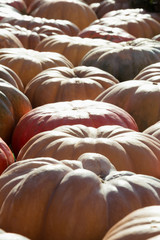 A lot of pumpkin. Fall pattern. Farmers market.