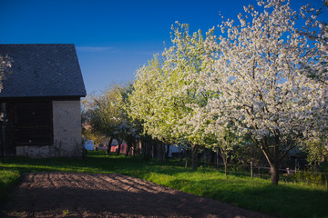 Spring rural garden, blossom trees, blue sky