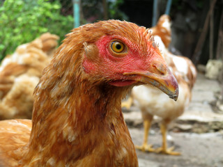 Chicken in the coop, selective focus. Egg laying hen on the farm closeup, view through wire mesh