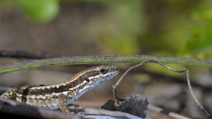 Common Wall Lizard - Podarcis muralis, Greece 