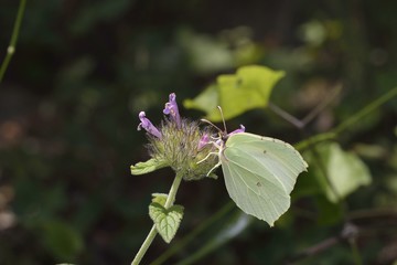Common brimstone butterfly (Gonepteryx rhamni) , Greece