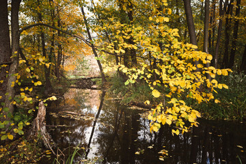Forest lake in autumn. Calm nature background