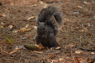 écureuil roux mangeant une pomme de pin