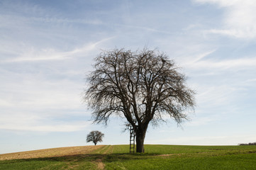 Tree with ladder
