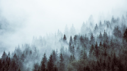 Wald im Nebel - obrazy, fototapety, plakaty