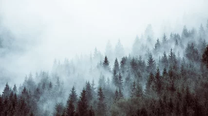 Fototapeten Wald im Nebel © Penta Media