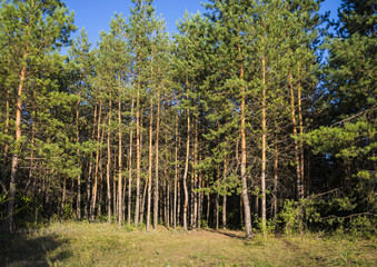 Russian forest in Samara region, Russia, illuminated by the sun