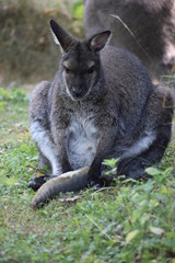 Naklejka na ściany i meble A cute brown Kangaroo sitting on a green meadow