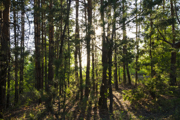 Russian forest in Samara region, Russia, illuminated by the sun