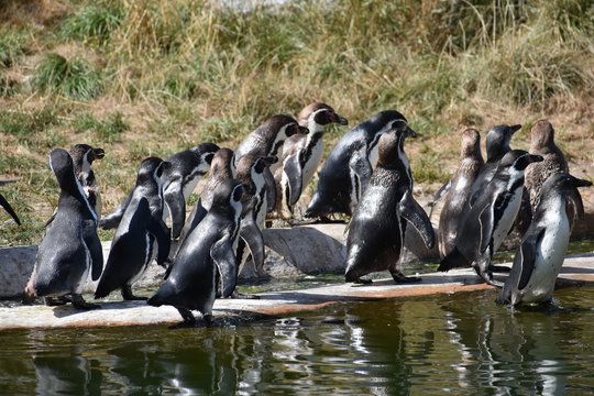 A lot of penguins are standing on the shore of a lake