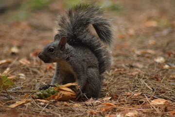 Naklejka na ściany i meble écureuil roux mangeant une pomme de pin