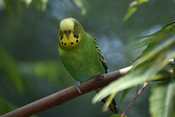 Closeup of a small green budgie sitting on a tree branch