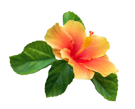 Orange color hibiscus flower with green leaves isolated on white background, clipping path included