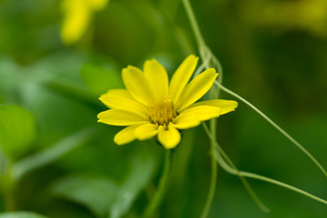 黄色・コスモス・花・花粉