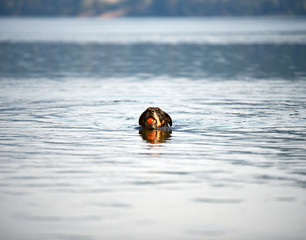 Rottweiler at lake