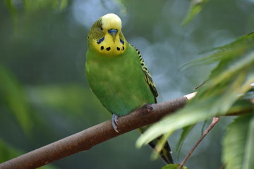 Closeup of a small green budgie sitting on a tree branch