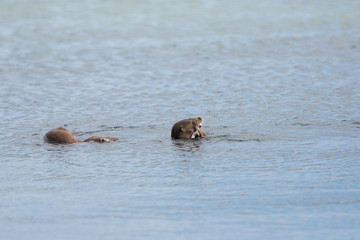 Eurasian otter (Lutra lutra) youngsters Foraging on sea in seaweed