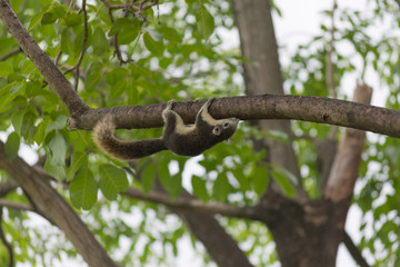 リス・自然・木・公園・ペット