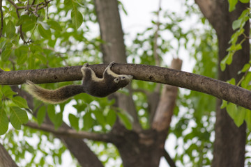 リス・自然・木・公園・ペット