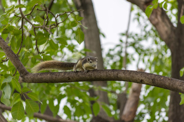 リス・自然・木・公園・ペット