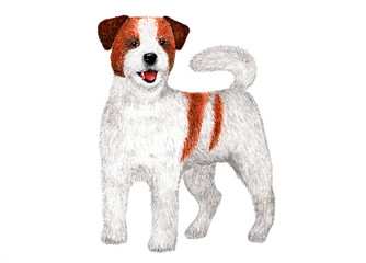 Long-haired Jack Russell Terrier. Watercolor illustration.
Portrait of long-haired Jack Russell Terrier. Illustration for printing.
