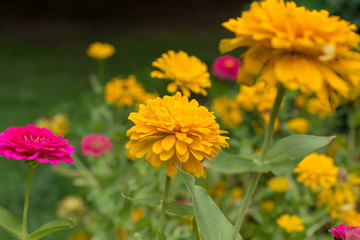 菊・黄色・赤・花・自然・薔薇