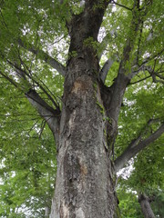 Sacred tree in Japan