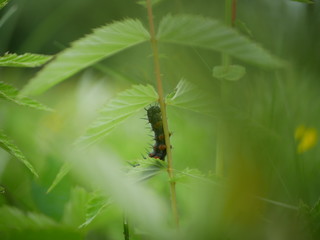 Fototapeta premium Worm, caterpillars, insects, insect macro, nature, the background blur