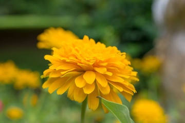 菊・黄色・赤・花・自然・薔薇