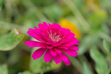 菊・黄色・赤・花・自然・薔薇