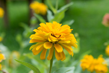 菊・黄色・赤・花・自然・薔薇