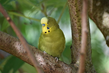 Closeup of a small green budgie sitting on a tree branch