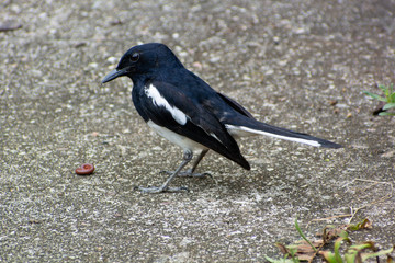 Magpie Robin feeding on a worm at Spice Garden, Singapore