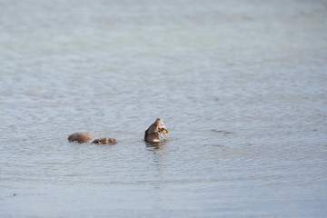 Eurasian otter (Lutra lutra) youngsters Foraging on sea in seaweed