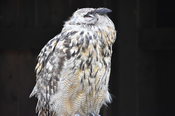 Portrait of a wonderful brown Eurasian Owl sitting on a tree bark